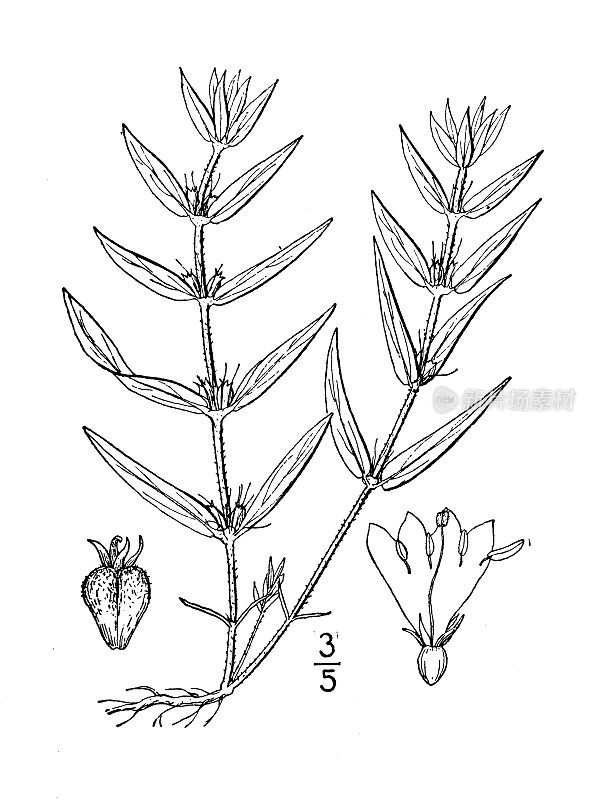 古植物学植物插图:didia teres, Rough Buttonweed